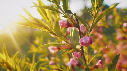 The sun's rays are a bush with red buds Stock Footage 203213862