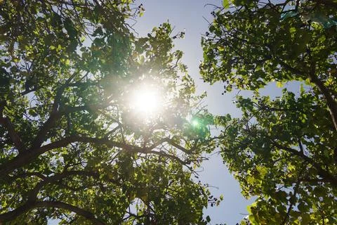 The suns rays are filtering through the trees on a bright day Stock Photos