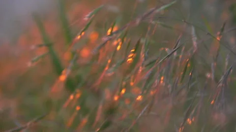 The sun's rays are illuminated in the spikelets of the plants. Stock Footage 53360837