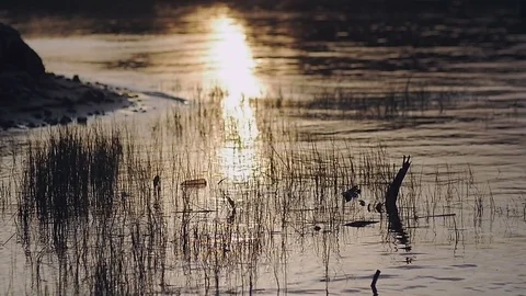 Sun's rays are reflected in the water Stock Footage 79603617