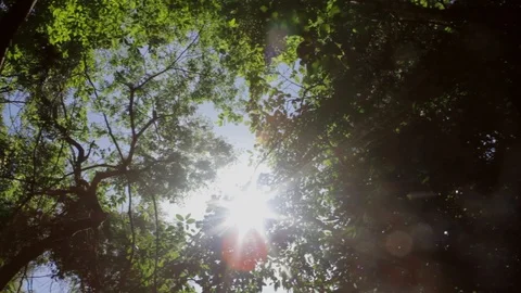 Sun's Rays Are Shining Through The Leaves Of The Trees In The Atlantic Forest Stock Footage 88088571