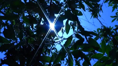 Sun's rays on the beach in tree 스톡 동영상 40869870