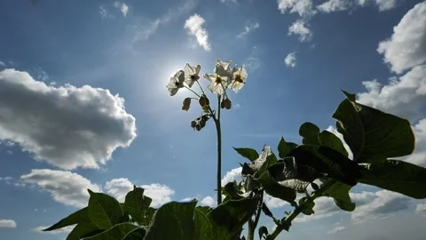Sun's rays beautifully break through white potato flowers and tops, slow motion Stock Footage 245842008