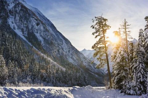 The suns rays from behind the mountain illuminate the tops of snow-covered fi Stock Photos