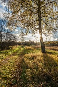 The sun's rays from behind the trunk of a birch tree illuminate the forest ro Stock Photos