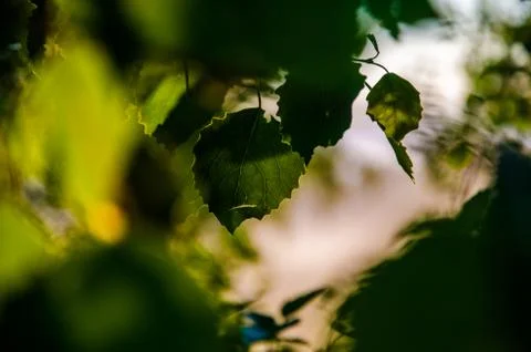 The sun's rays break through the birch leaves. Thick morning fog Stock Photos