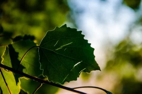The sun's rays break through the birch leaves. Thick morning fog Stock Photos