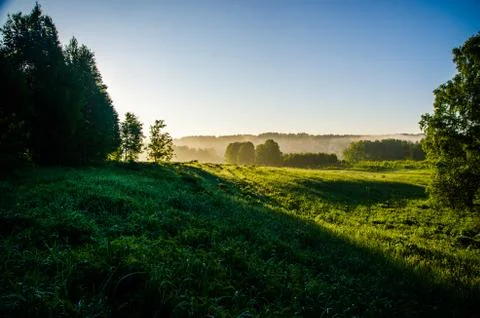 The sun's rays break through the birch leaves. Thick morning fog Foto stock