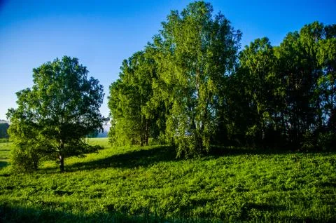 The sun's rays break through the birch leaves. Thick morning fog Stock Photos