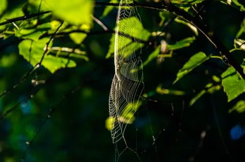 The sun's rays break through the birch leaves. Thick morning fog Stock Photos