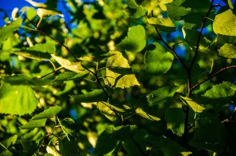 The sun's rays break through the birch leaves. Thick morning fog Stock Photos