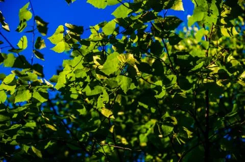 The sun's rays break through the birch leaves. Thick morning fog Stock Photos