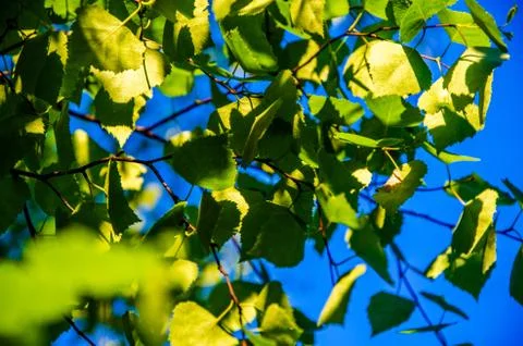 The sun's rays break through the birch leaves. Thick morning fog Stock Photos