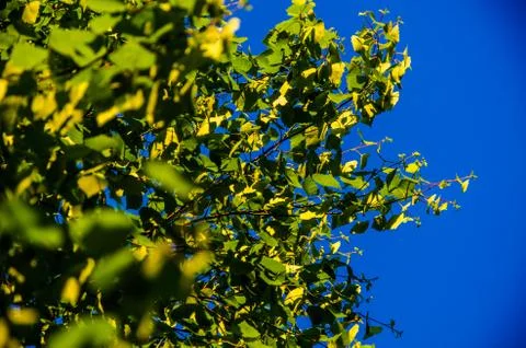 The sun's rays break through the birch leaves. Thick morning fog Stock Photos