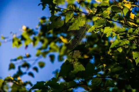 The sun's rays break through the birch leaves. Thick morning fog Stock Photos