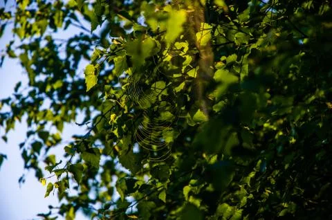 The sun's rays break through the birch leaves. Thick morning fog Stock Photos