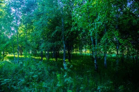 The sun's rays break through the birch leaves. Thick morning fog Foto stock