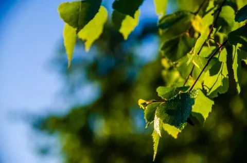 The sun's rays break through the birch leaves. Thick morning fog Stock Photos