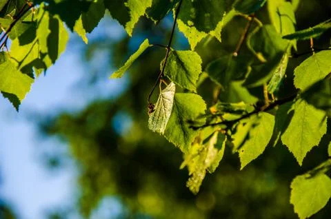 The sun's rays break through the birch leaves. Thick morning fog Foto stock