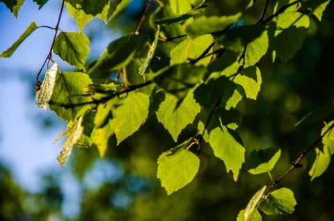 The sun's rays break through the birch leaves. Thick morning fog Stock Photos