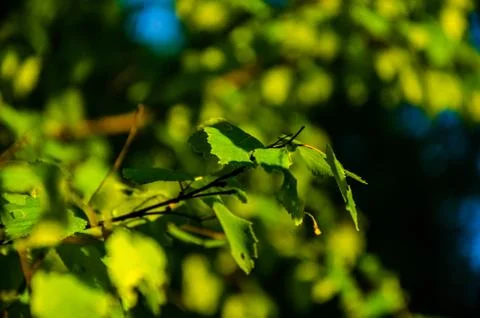 The sun's rays break through the birch leaves. Thick morning fog Stock Photos