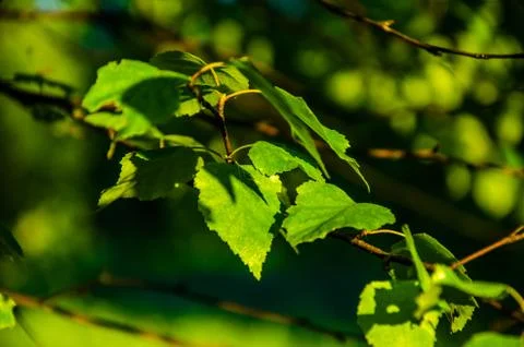 The sun's rays break through the birch leaves. Thick morning fog Stock Photos