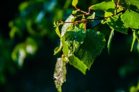 The sun's rays break through the birch leaves. Thick morning fog Stock Photos
