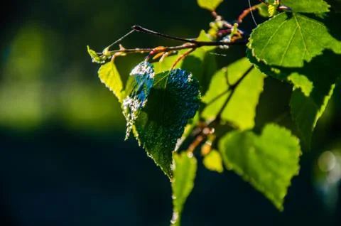 The sun's rays break through the birch leaves. Thick morning fog Stock Photos