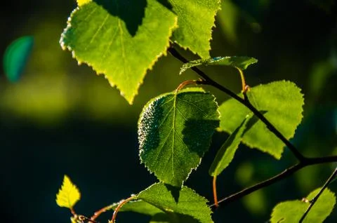 The sun's rays break through the birch leaves. Thick morning fog Stock Photos