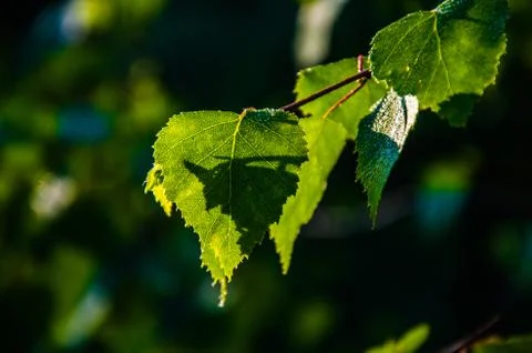 The sun's rays break through the birch leaves. Thick morning fog Stock Photos
