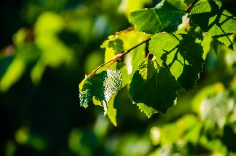 The sun's rays break through the birch leaves. Thick morning fog Stock Photos