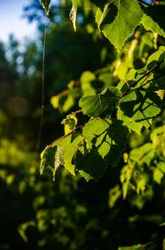 The sun's rays break through the birch leaves. Thick morning fog Stock Photos