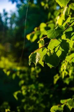 The sun's rays break through the birch leaves. Thick morning fog Stock Photos
