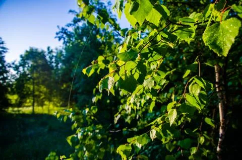 The sun's rays break through the birch leaves. Thick morning fog Stock Photos