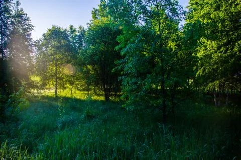 The sun's rays break through the birch leaves. Thick morning fog Stock Photos