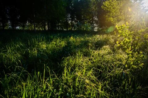 The sun's rays break through the birch leaves. Thick morning fog Stock Photos