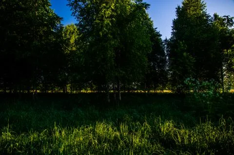 The sun's rays break through the birch leaves. Thick morning fog Stock Photos