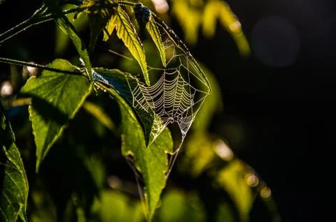The sun's rays break through the birch leaves. Thick morning fog Stock Photos