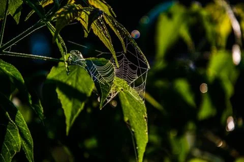 The sun's rays break through the birch leaves. Thick morning fog Stock Photos