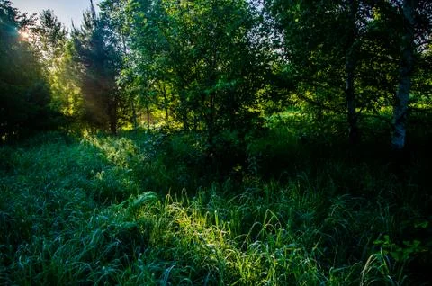 The sun's rays break through the birch leaves. Thick morning fog Stock Photos