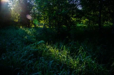 The sun's rays break through the birch leaves. Thick morning fog Stock Photos