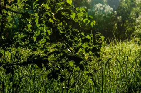 The sun's rays break through the birch leaves. Thick morning fog Stock Photos