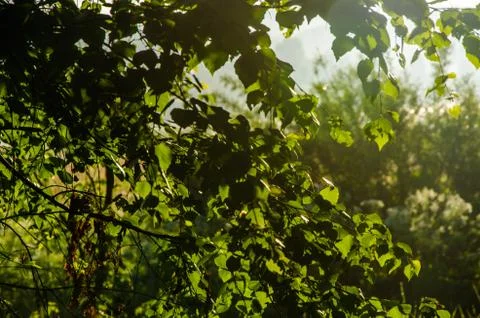 The sun's rays break through the birch leaves. Thick morning fog Stock Photos
