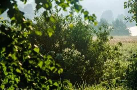 The sun's rays break through the birch leaves. Thick morning fog Stock Photos