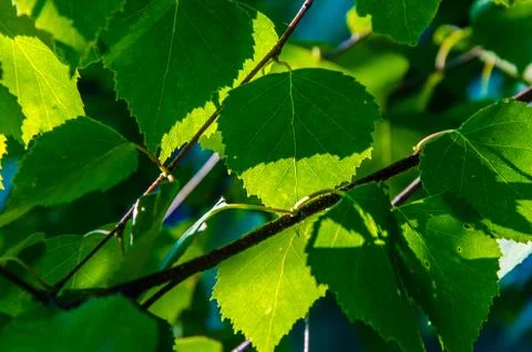 The sun's rays break through the birch leaves. Thick morning fog Stock Photos