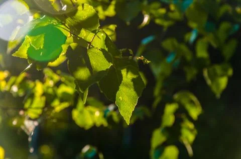 The sun's rays break through the birch leaves. Thick morning fog Stock Photos