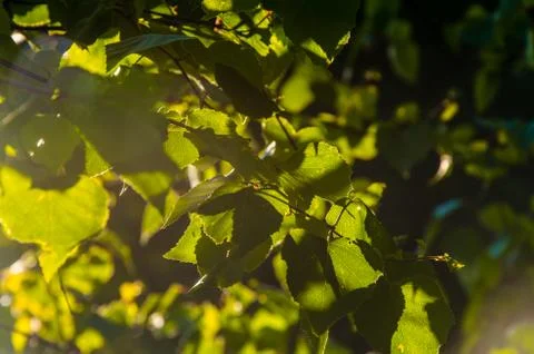 The sun's rays break through the birch leaves. Thick morning fog Stock Photos