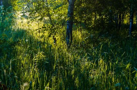 The sun's rays break through the birch leaves. Thick morning fog Stock Photos