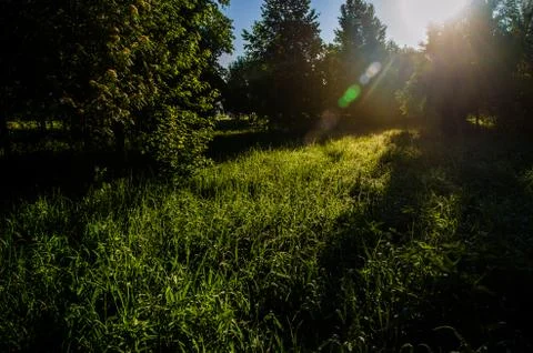 The sun's rays break through the birch leaves. Thick morning fog Stock Photos