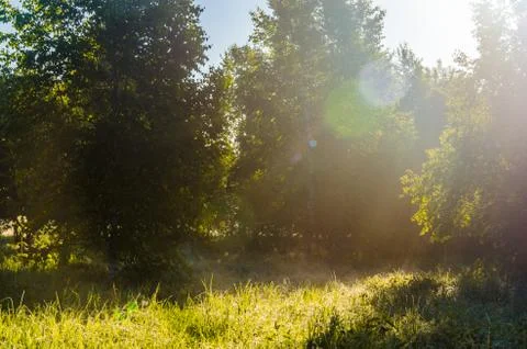 The sun's rays break through the birch leaves. Thick morning fog Stock Photos
